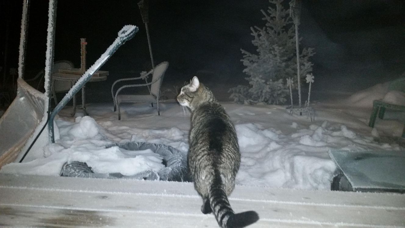 Cat and Frost
